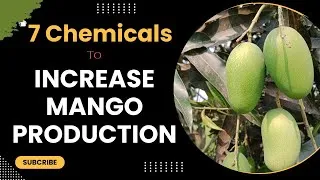 Thumbnail: 7 CHEMICALS THAT INCREASE MANGO PRODUCTION.