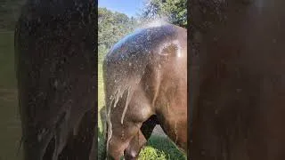 Thumbnail: Full Ranger Spa Day! #horse#horses#bath#bathing#horsegrooming#grooming#equine#equinehealth#new
