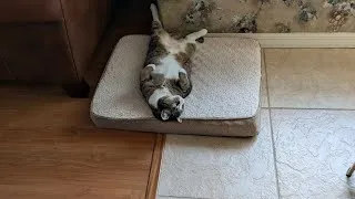 Thumbnail: What's Mine is Yours, #cats#cat#catshorts#catvideos#funny#funnyanimals#mycats#catlife#workfromhome 