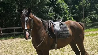 Thumbnail: Therapy Day! #chiropractic#acupuncture#horse#horses#horsetherapy#equestrian#riding#rider#video 