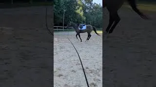 Thumbnail: Current State. #horse#horses#equestrian#equestrianjourney#ottb#horseriding#rider#riding#horselife 