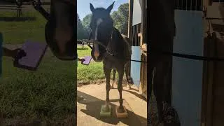 Thumbnail: Full Balance Act! #horse #horses #riding #rider #horserehabilitation #equestrian #equestrianjourney 