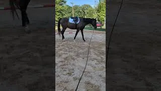 Thumbnail: How Kissing Spine was Found. #horse #horseriding #horses #video #horsejourney 