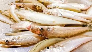 Thumbnail: Catching Fish Nonstop in Rural Japan | Catch n' Cook