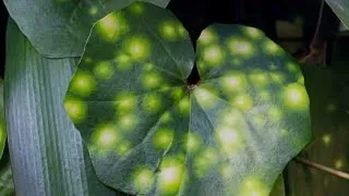 Thumbnail: Rare houseplant care