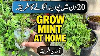 Thumbnail: 20 Din Mien Pudina Kaise Grow Kren | How to Grow Mint at Home in 20 Days | Mint Grow