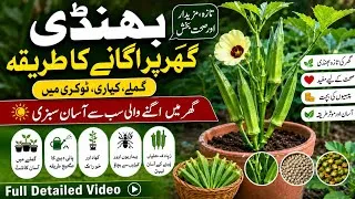 Thumbnail: How to Grow Bhindi At Home | Bhindi Ghar pr Grow Krne Ka Tariqa | Garden Mein Bhindi Kaise Grow Kren