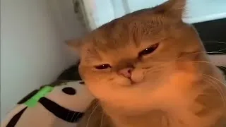 Thumbnail: Who is the “yapapa” cat?