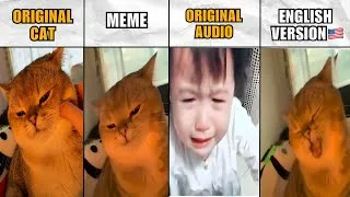 Thumbnail: Yapapa cat meme: Original cat vs original audio + translation 🇺🇸