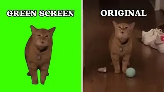 Thumbnail: Green screen meme vs original video | CAT MEMES 