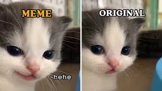 Thumbnail: Meme vs Original | CAT MEMES 