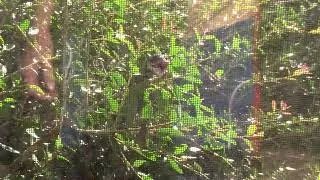 Thumbnail: Black Snake eats a Tree Frog.