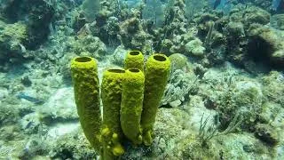 Thumbnail: Grand Cayman Harlequin Reef Scuba Dive | North Wall Adventure Part 2 | 4K GoPro