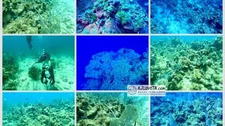 Thumbnail: Grand Cayman North Wall Scuba Dive | White Stroke Canyon | 4K GoPro Underwater Adventure