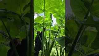 Thumbnail: How Tall Will My Elephant Ears Get?