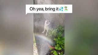 Thumbnail: Klee kia playing with water - It’s hottt-a!! Cali Style
