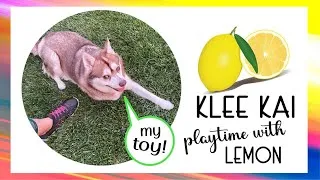 Thumbnail: Klee Kai playtime with lemon🍋dog life!