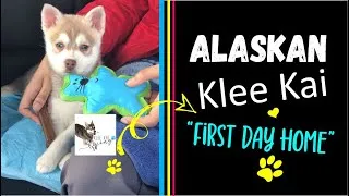 Thumbnail: Klee Kai puppy first day home and new Alaskan Klee Kai owner life, mini husky
