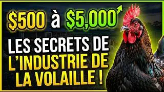 Thumbnail: Ferme avicole à 500$  De zéro à profit en un an