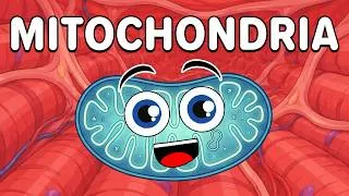 Thumbnail: This Is The Powerhouse of the Cell! | KLT Anatomy