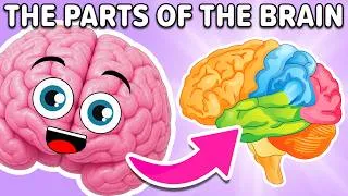 Thumbnail: The Parts of the Brain! | KLT Anatomy