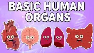 Thumbnail: All About The Basic Human Organs! | KLT Anatomy