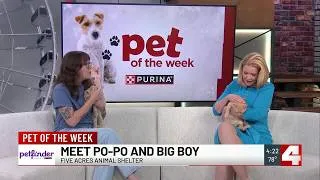 Thumbnail: Pet of the Week: Po-Po and Big Boy