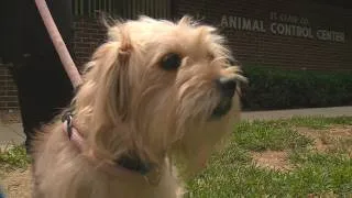 Thumbnail: Nearly 100 dogs rescued from Metro East hoarding case