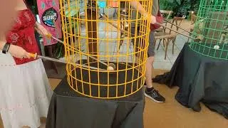 Thumbnail: Survivor 50 Challenge: Debbie Spoons 