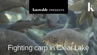 Thumbnail: The fight against an invasive fish in California’s Clear Lake
