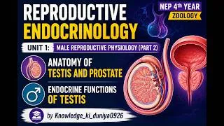 Thumbnail: Anatomy of testis and prostate, Endocrine functions of testis #zoology #youtube #youtubevideo