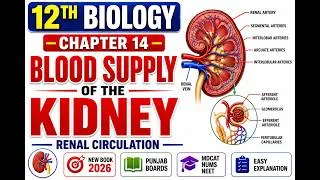 Thumbnail: 12th Class Biology Chapter 14 Human Urinary System: Blood Supply of the Kidney Lecture | New book