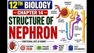 Thumbnail: 12th Class Biology Chapter 14 Human Urinary System: Structure of Nephron Lecture | New book 2026
