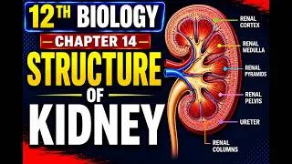 Thumbnail: 12th Class Biology Chapter 14 Human Urinary System: Structure of Kidney Lecture | New book 2026