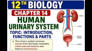 Thumbnail: 12th Class Biology Chapter 14 Human Urinary System Lecture | New book 2026