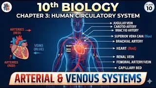 Thumbnail: 10th Class Biology Chapter 3 Human Blood Circulatory System: Arterial and Venous Systems Lecture