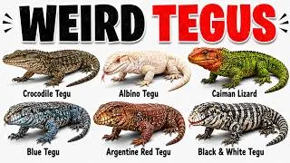 Thumbnail: Every Weird Tegu Explained in 13 Minutes