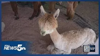 Thumbnail: Community members travel to Calhan for the El Paso County Fair