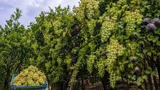 Thumbnail: 😱 Incredible Harvest! Fresh Wild Grapes & Figs | Nomadic Life in the Mountains 🍇🌿🏔️