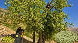 Thumbnail: 😱 Nomadic Life in the Mountains | Harvesting Wild Pears from a Fruit-Laden Tree in the Zagros 🍐🏔️