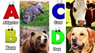 Thumbnail: ABC Animal Sounds 318TH4 | Nursery Rhyme for Kids | Koko Study Class