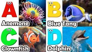Thumbnail: ABC Sea Animal Sounds 317TH4 | Nursery Rhyme for Kids | Koko Study Class