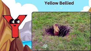 Thumbnail: ABC Safari Animal Sounds 310TH4 | Nursery Rhyme for Kids | Koko Study Class