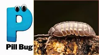 Thumbnail: ABC Tiny Animal Sounds 309TH4 | Nursery Rhyme for Kids | Koko Study Class