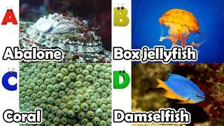 Thumbnail: Toddler Learning - Learn Ocean Animals | Educational Videos for Kids | Learning Videos for Toddlers