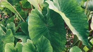 Thumbnail: Support the Kōkua Learning FarmRASIER!