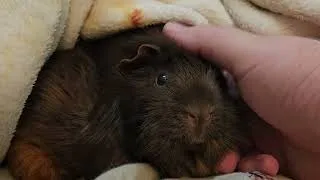 Thumbnail: Silly little truffle puff