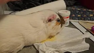 Thumbnail: Every guinea pig owner should have this just in case 