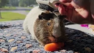 Thumbnail: Tiny Loves The Sun 