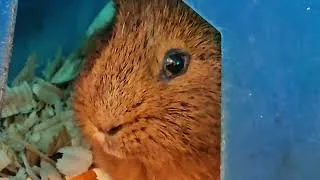 Thumbnail: Its Pepper Time